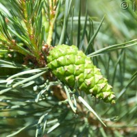 Scots Pine